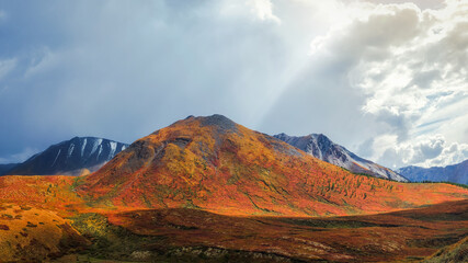 Wonderful alpine landscape with orange autumn dwarf birch on foot of rocky mountain in sunshine. Motley mountain scenery with gray rocks in golden fall colors. Autumn in mountains.