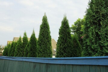 a row of tall green coniferous trees behind a wooden fence on the street against the background of the sky