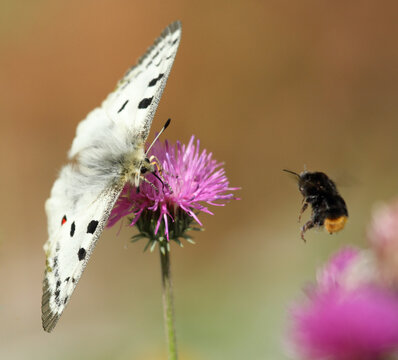 Apollofalter und Wildbiene im Flug