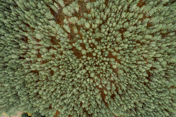 Aerial top view of misty forest in the mountains. Drone photography. Rainforest ecosystem and healthy environment concept.