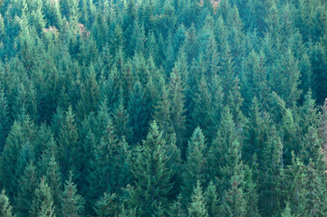 green spruces in the forest. many conifers. unusual emerald background