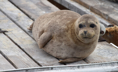 Juvenile Harbor Seal Hauled Out on a Dock in Santa Barbara Harbor, California