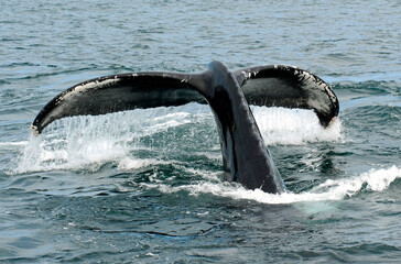 Obraz premium Flukes of a Diving Humpback Whale in the Santa Barbara Channel, California