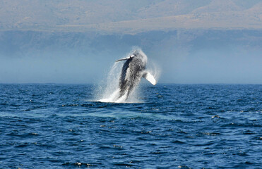 Humpback Whale Breaching off Santa Cruz Island in the Santa Barbara Channel, California