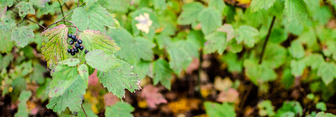 green leaves background