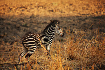 A Mountain Zebra (Equus zebra) baby on the dry grass with brown background.