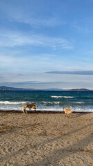 Obraz na płótnie Canvas dogs on the beach