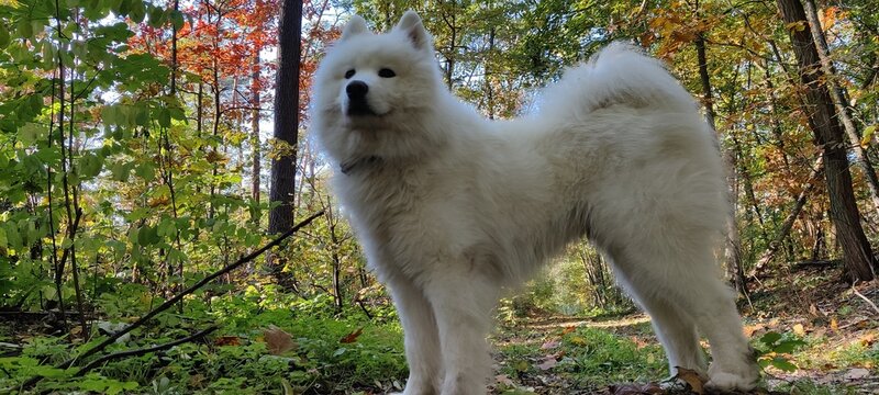 Somojede im Wald