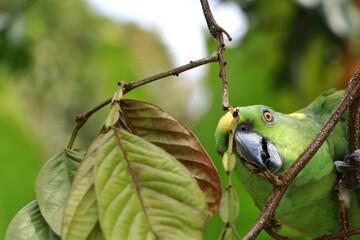 green parrot on branch
