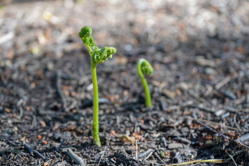 Close up of young bracken sprouting from the forest floor