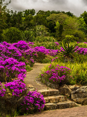 Flowers and stone pathway in kirstenbosch garden in Cape Town