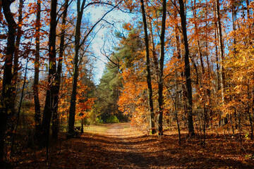 Autumn forest, leaves, yellow, orange, sun