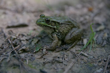 Frog of Northern Delaware.