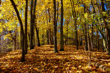 Autumn forest, leaves, yellow, orange, sun