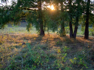 sunset on a clear day over a wooded ravine