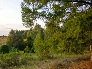 Fototapeta premium branches and pine cones at sunset