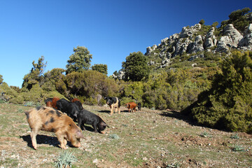 Schweineherde auf Sardinien