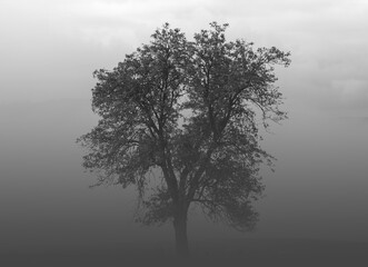 Black and white scenery with tree. Foggy weather in autumn. 