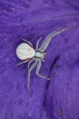 weisse Spinne auf violetter Iris