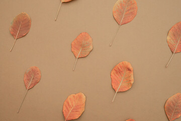Autumn leaves pattern.  Orange color aesthetic.