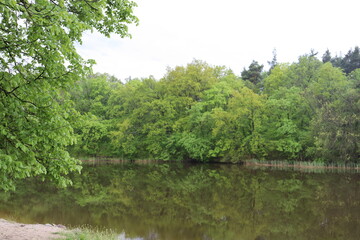 lake in the forest