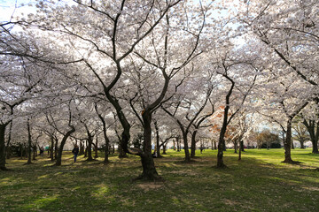 Fototapeta na wymiar Cherry blossoms in D.C.