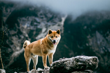 Naklejka na ściany i meble Shiba inu dog puppy in cloudy mountains. 