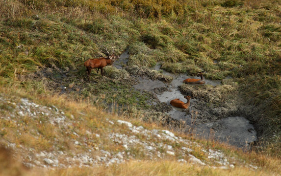 Hirsch mit Hirschk&uuml;hen in der Suhle