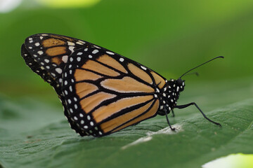 schwarz-oranger Schmetterling Insel Mainau