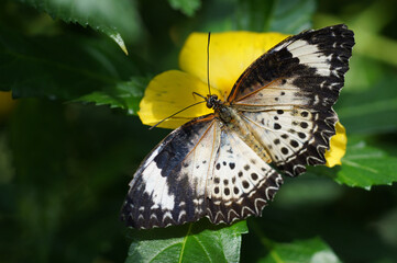 weiss-schwarzer Schmetterling Insel Mainau