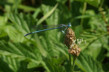 kleine blaue Libelle auf Wegerich Blüte