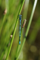 kleine blaue Libelle