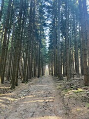 path in the forest