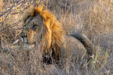 The King