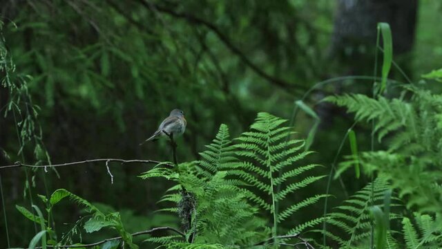 Red-breasted flycatcher, Ficedula parva perched in an old forest in Estonia, Northern Europe.
