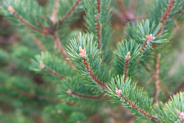 Branches of a fir-tree in a forest
