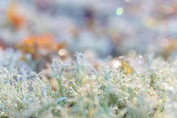 macro photography of moss in the sun