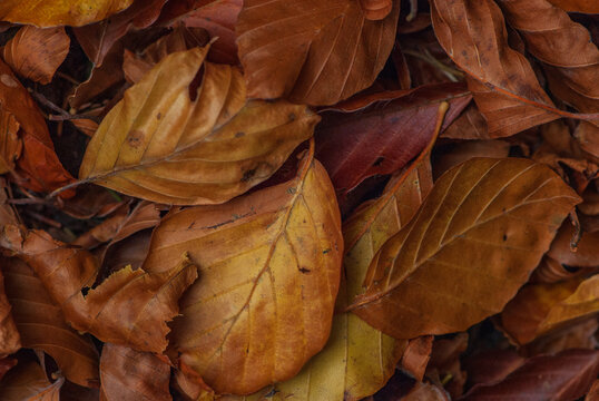 Lovely background image of golden autumn foliage