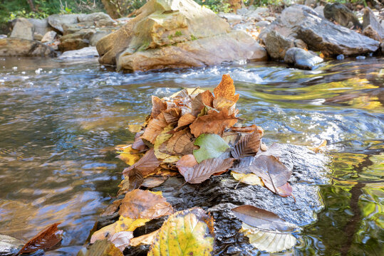 Herbstlaub im Fluss