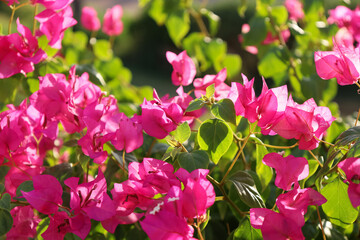 Bright magenta flowers in blossom in sunny day. Pink floral background. Purple Bougainvillea spectabilis. Interesting nature concept for presentation of your product or wallpaper. Soft focus.