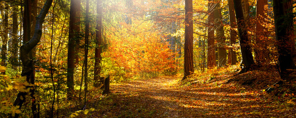 Forest trees with sidewalk of fallen leaves. Morning in the Silent Autumn park with sunlight. Beautiful Fall weather. 