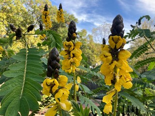 Popcorn plant in the garden