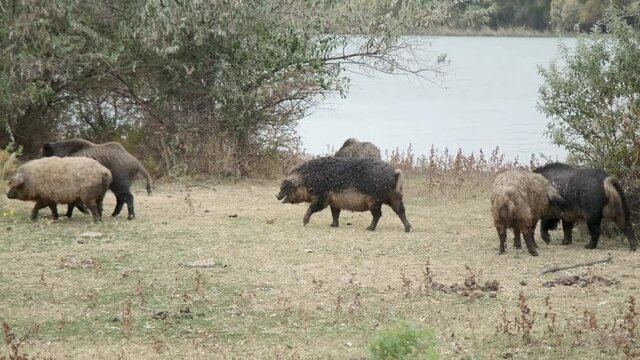 Wild boar (Sus scrofa) is heading the herd of Feral pigs (boar-pig hybrid) in an autumn meadow next to the delta Danube river