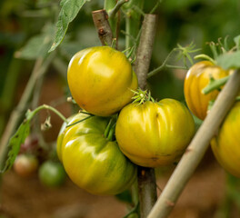 Tomatoes are very tasty and healthy. They are grown in greenhouses. Tomatoes come in different colors. These are greenish tomatoes.