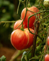 Tomatoes are very tasty and healthy. They are grown in greenhouses. Tomatoes come in different colors. These are red tomatoes.