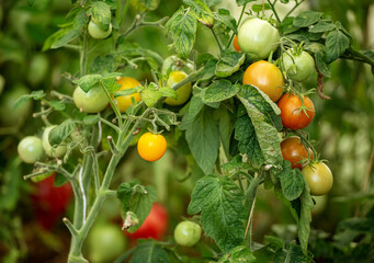 Tomatoes are very tasty and healthy. They are grown in greenhouses. Tomatoes come in different colors. These are greenish, yellow and red tomatoes.