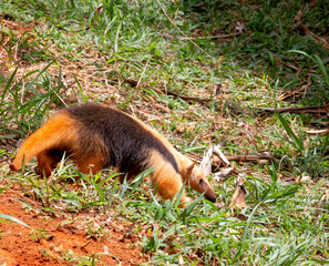 Small Brazilian anteater known as waistcoat anteater or 