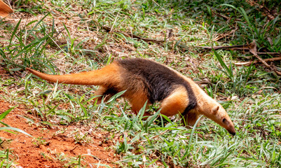 Small Brazilian anteater known as waistcoat anteater or 