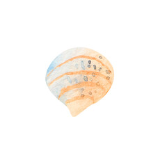 Watercolor seashells on an isolated white background. underwater world hand drawing, summer clipart conch. For Printing on postcards, packaging, fabric, design, textile.
