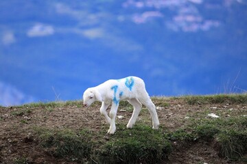 Fototapeta premium Lamb in the pasture of Mount Baldo. Italian Alps. Europe.